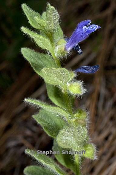 scutellaria tuberosa 1 graphic